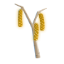 binabirch.png