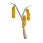 Binabirch - Click to Open