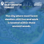 location_41_style1_old_growth_forest.png